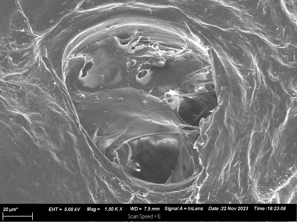NovaGRAFT Trabecular Pore