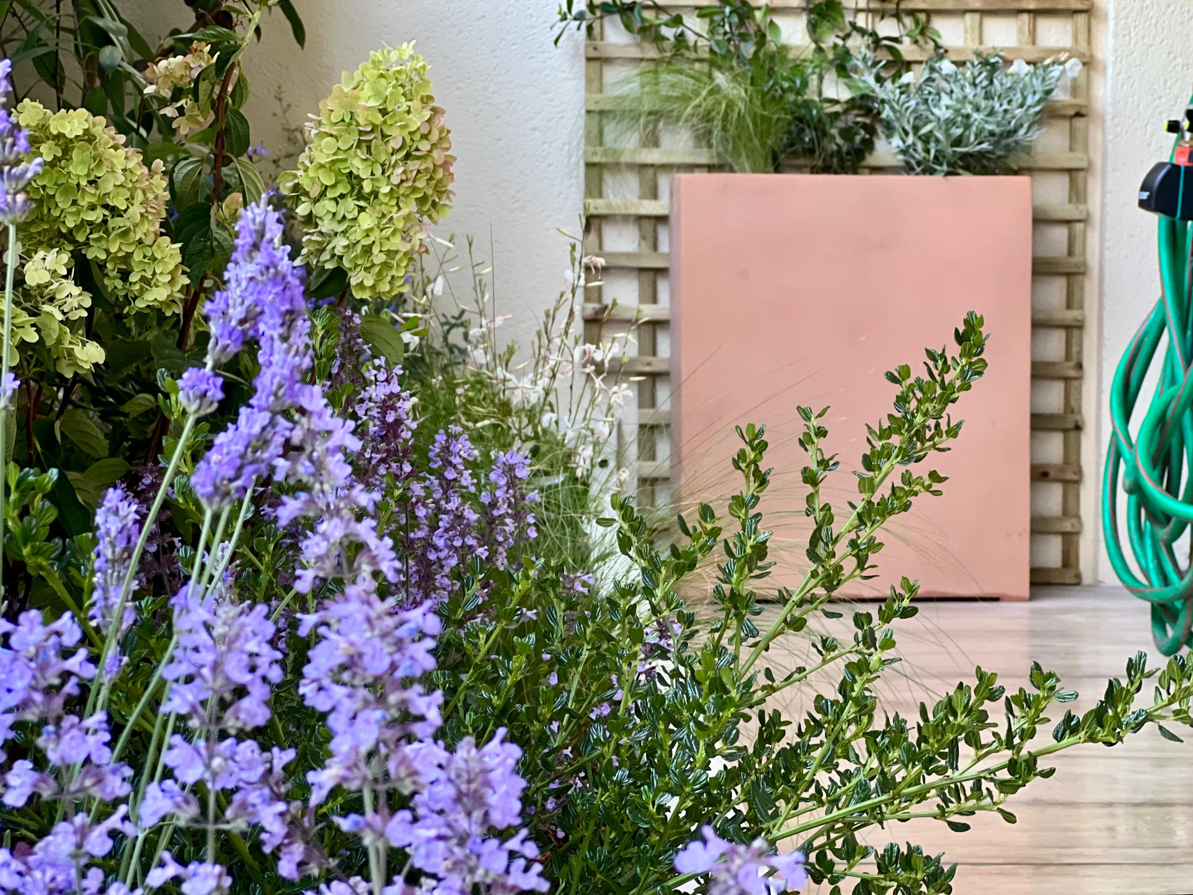 Photo de plantes plantées par Agave Paysage, paysagiste spécialisé à Paris. 