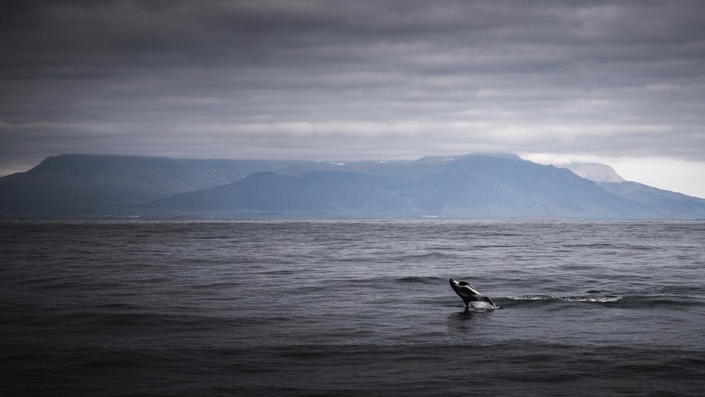 whale watching tour from Reykjavík's Old Harbour