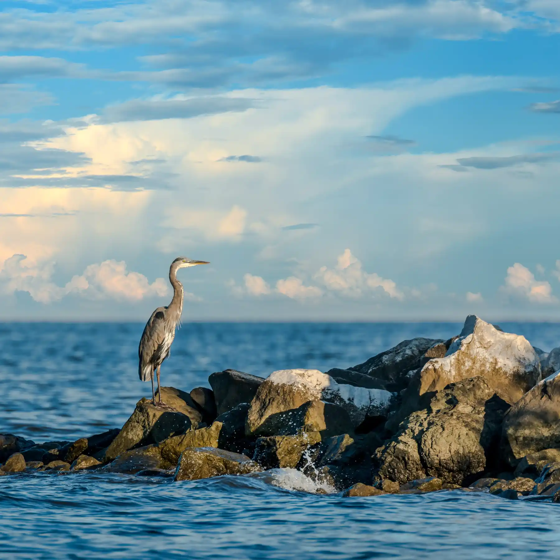 Heron standing on rocks, surrounded by water, in the Chesapeake Bay