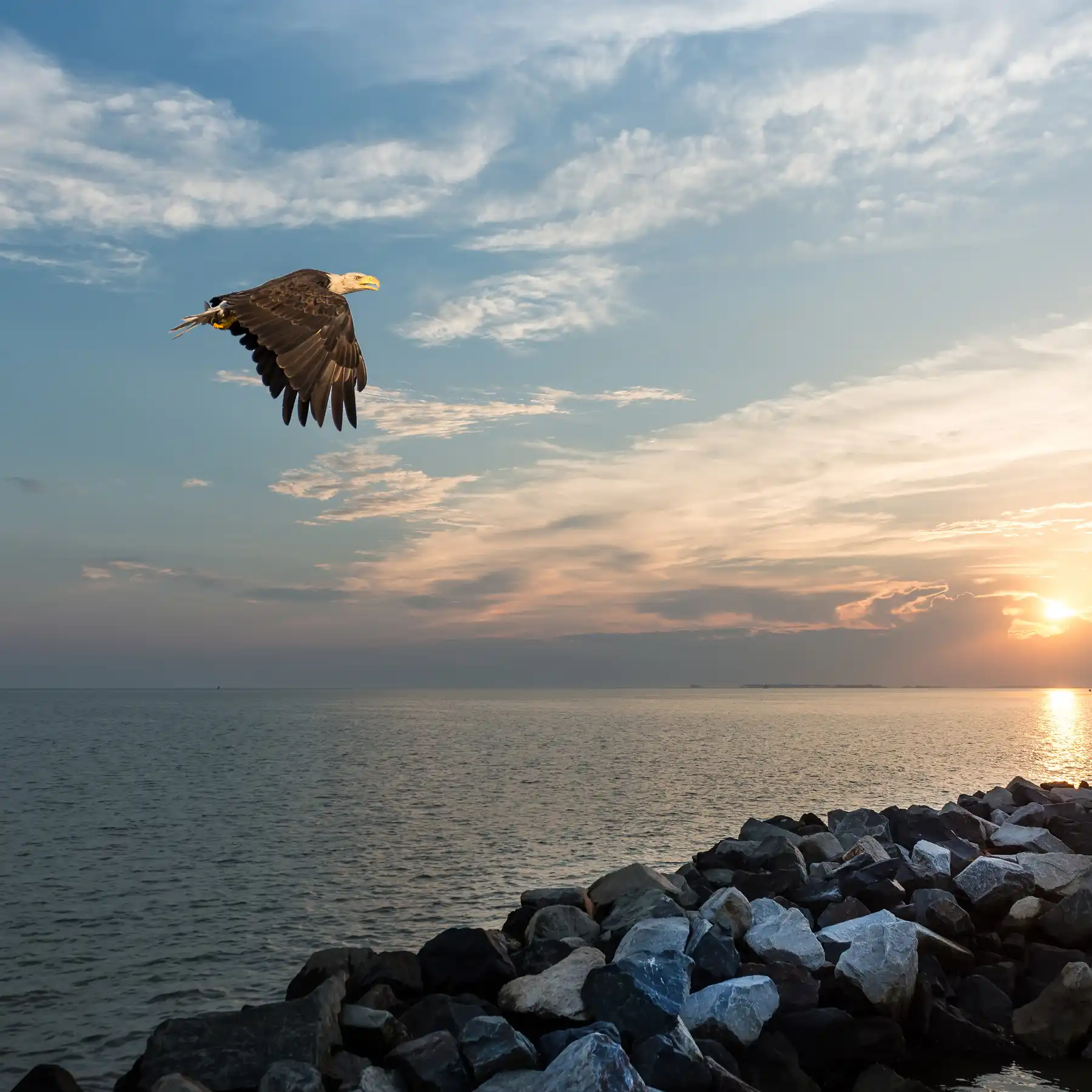 Bald eagle flying over Chesapeake Bay as sun sets
