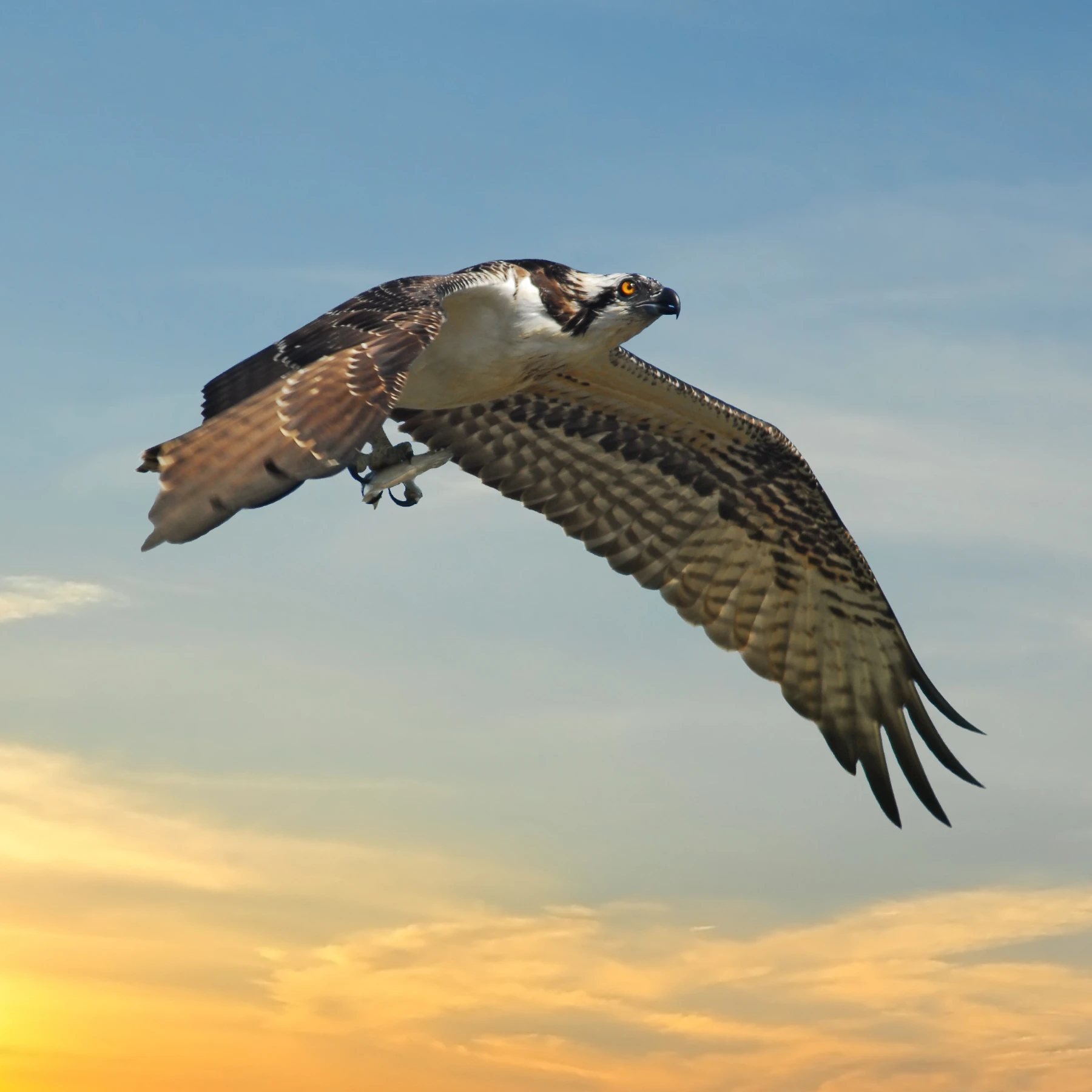 Osprey flying with a fish in its talons at sunset