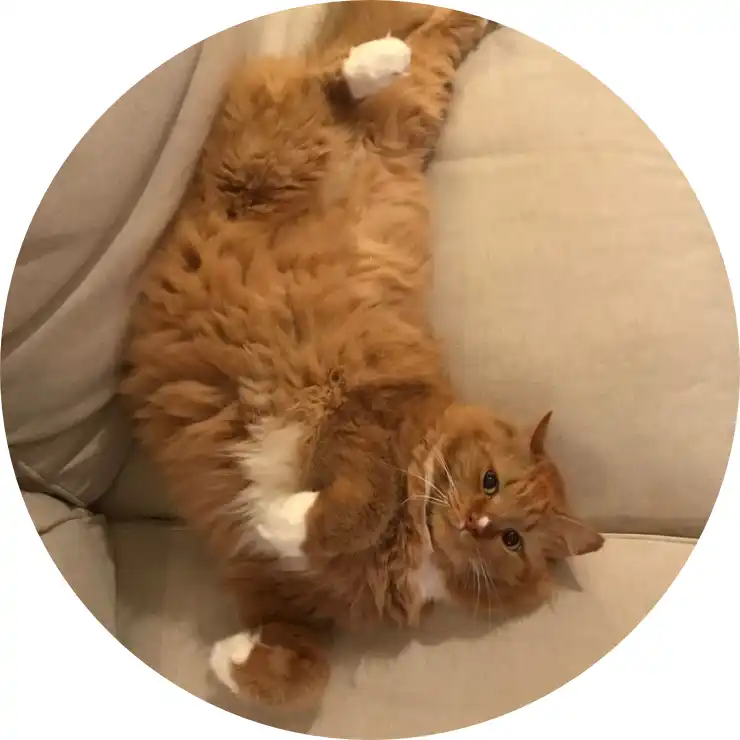 Griffin the cat lounging upside down on a couch.