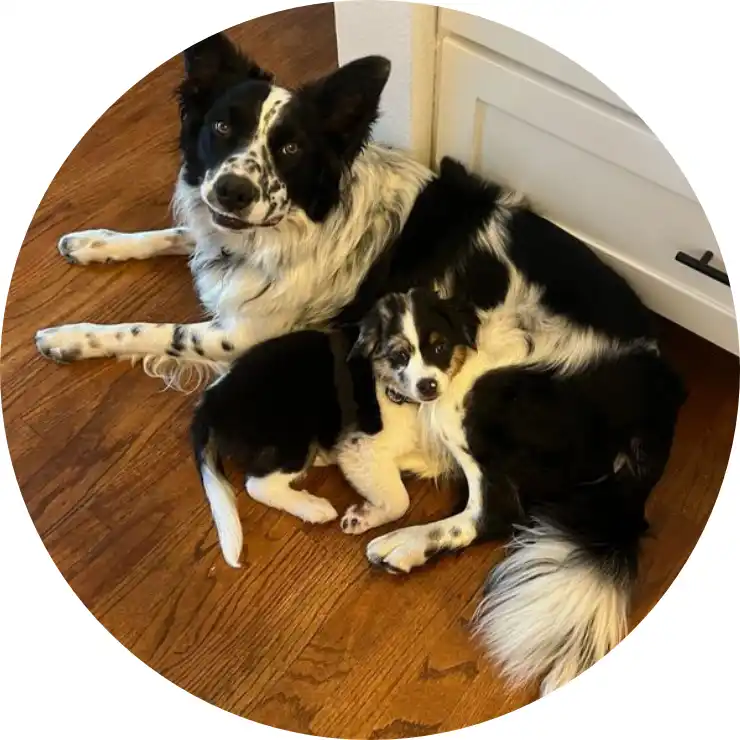 Merle and Indy relaxing on the kitchen floor