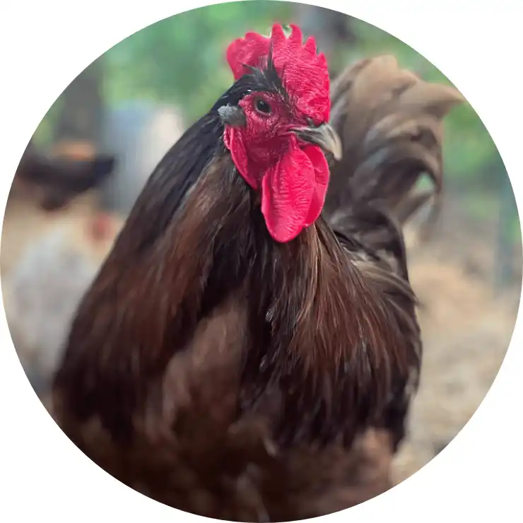 Snickers the chicken out in the wild.