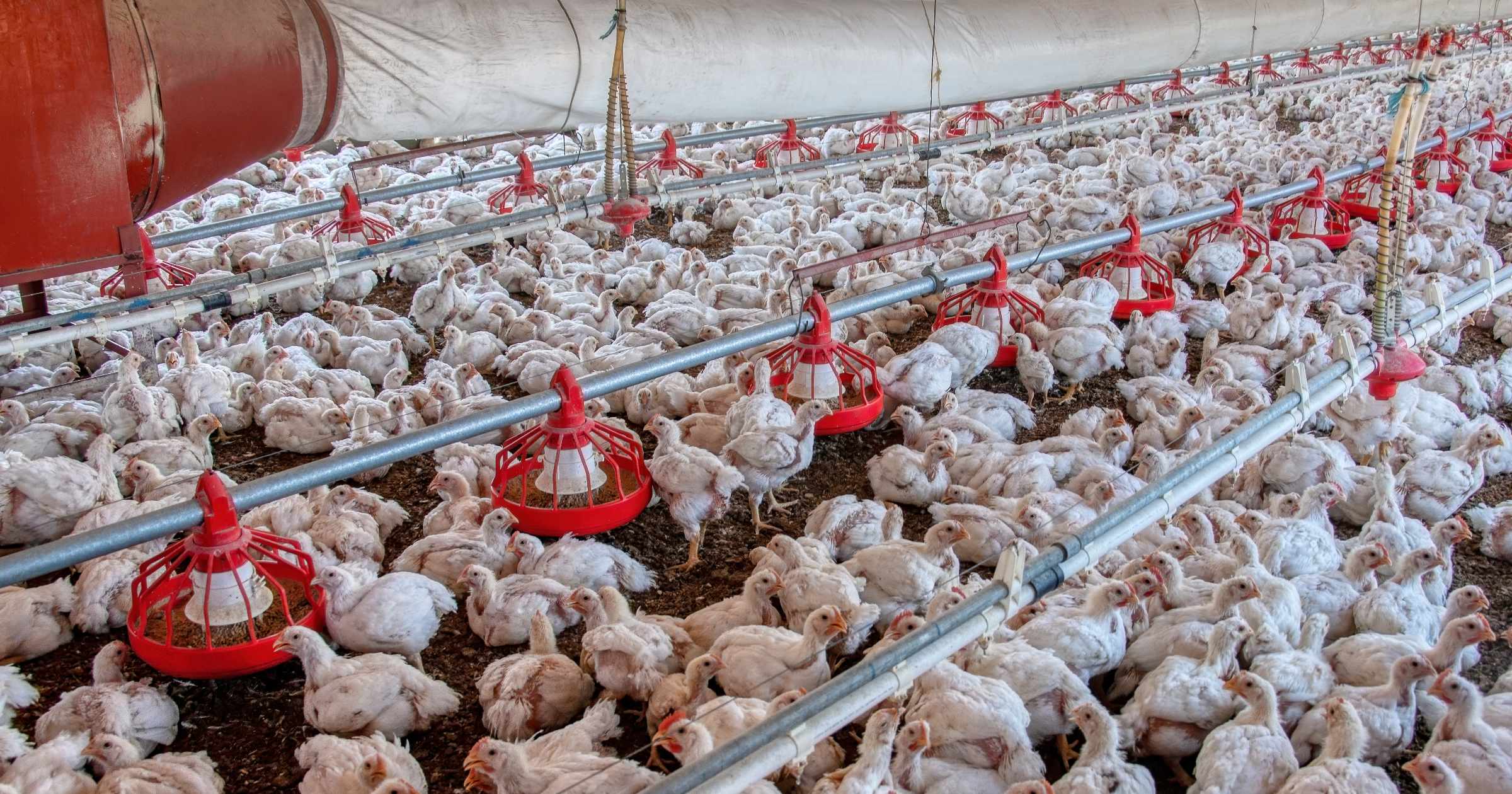 Chicken farm; chickens eating feed