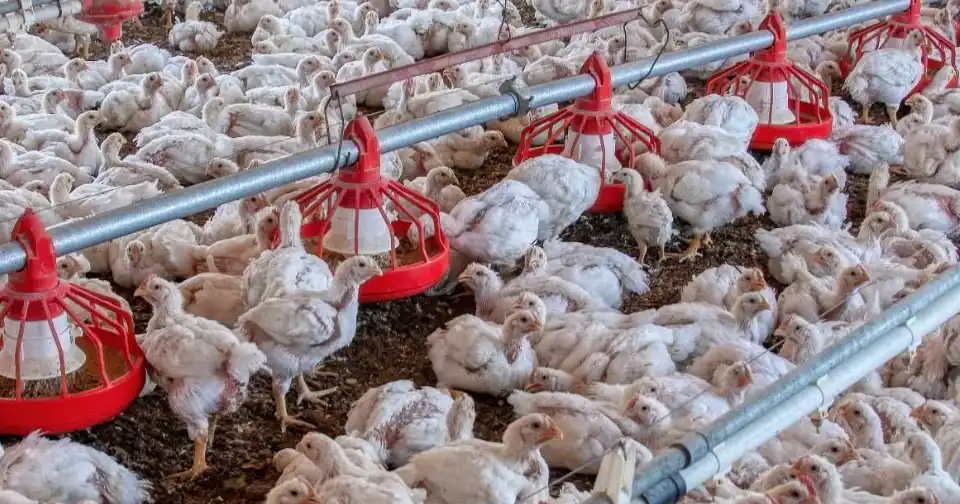 Chicken farm; chickens eating feed