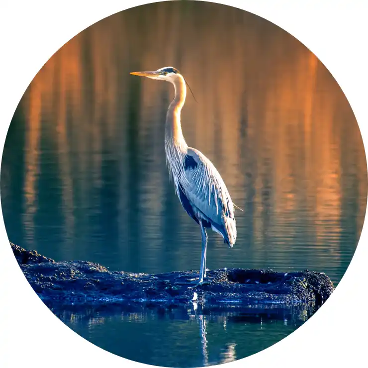 Heron standing on log in Chesapeake Bay at sunset