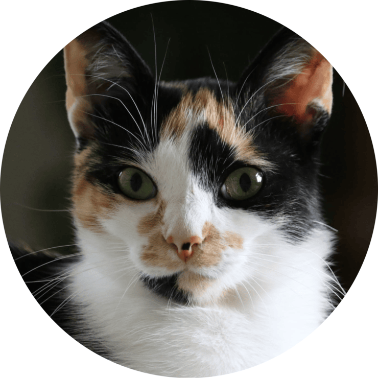 Maarva headshot