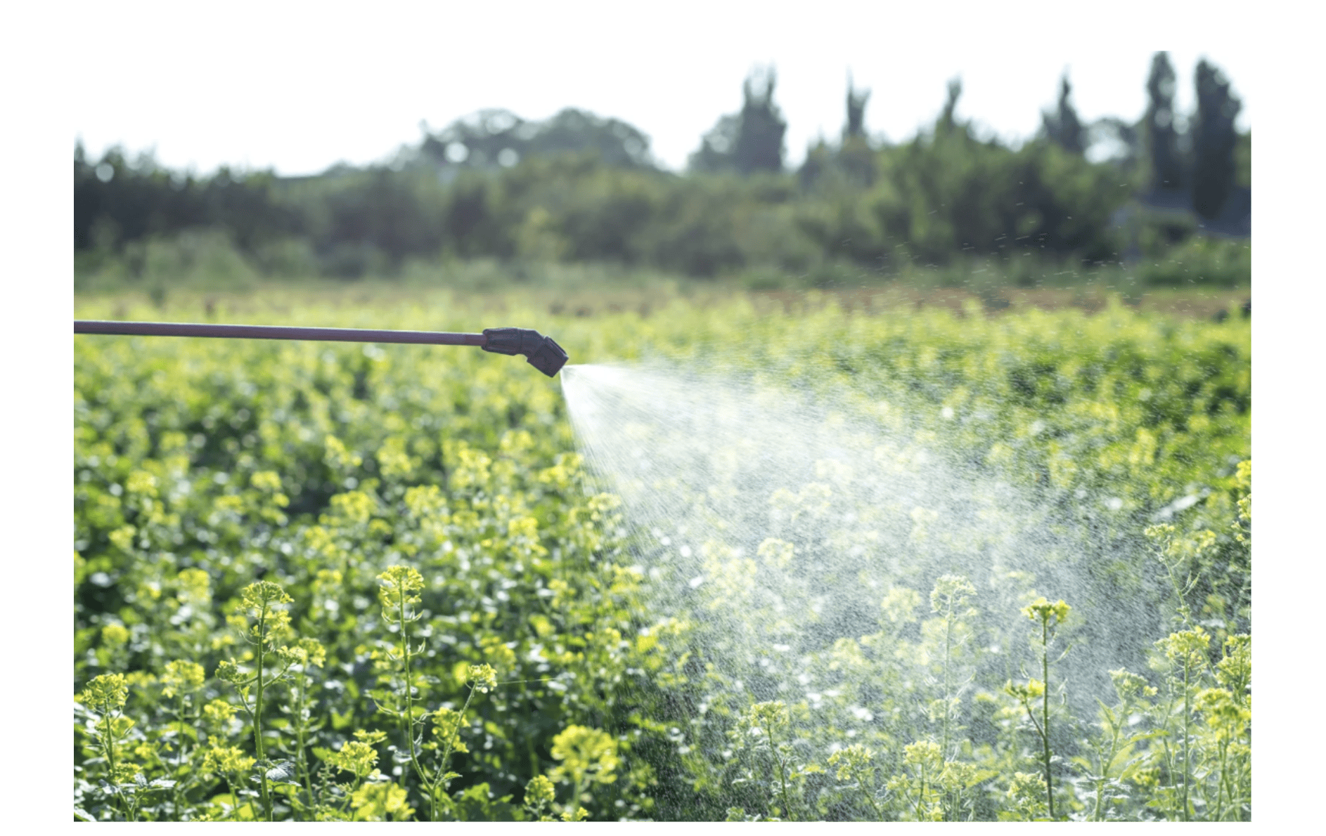 irrigation system contaminated with PFAS