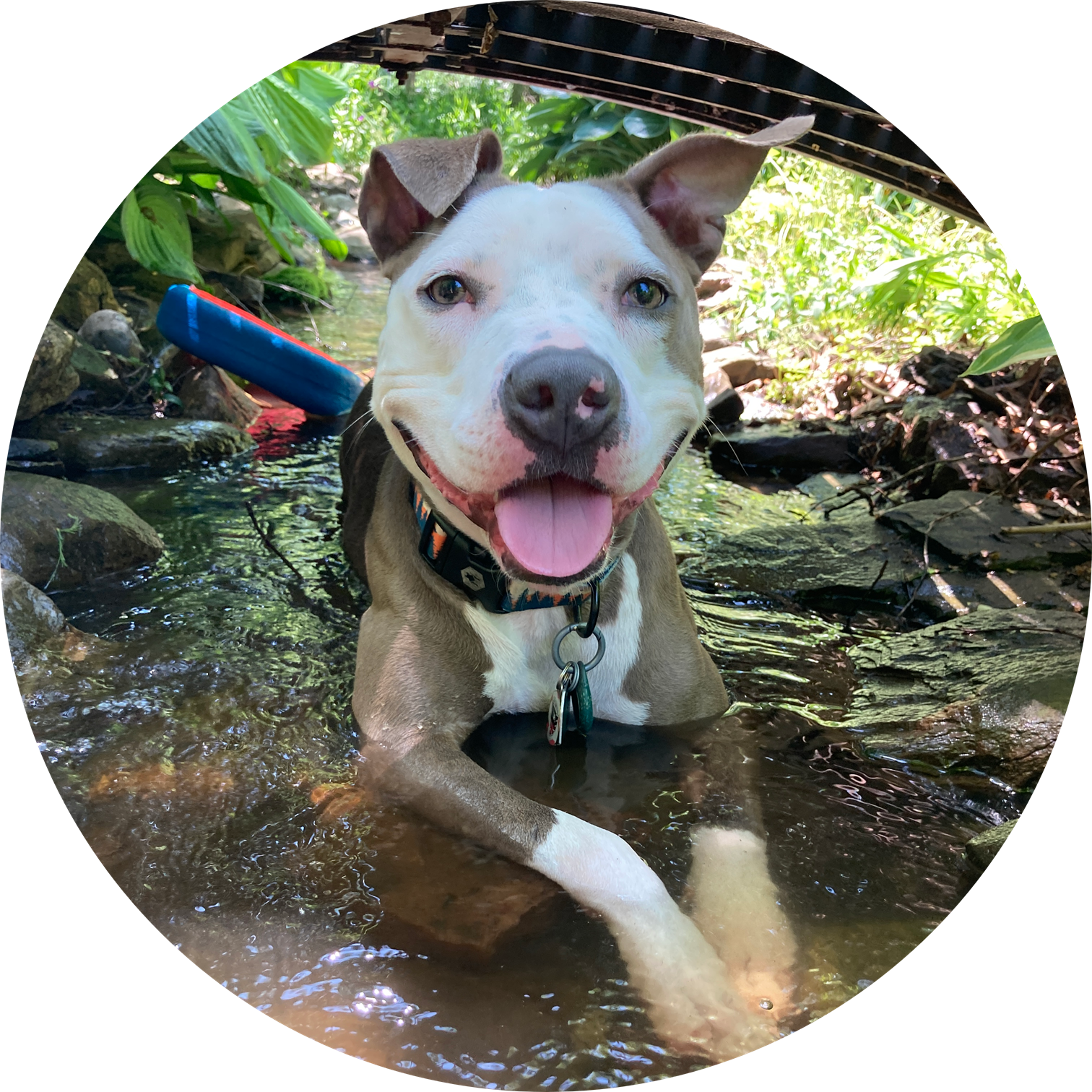 sorrel pet photo