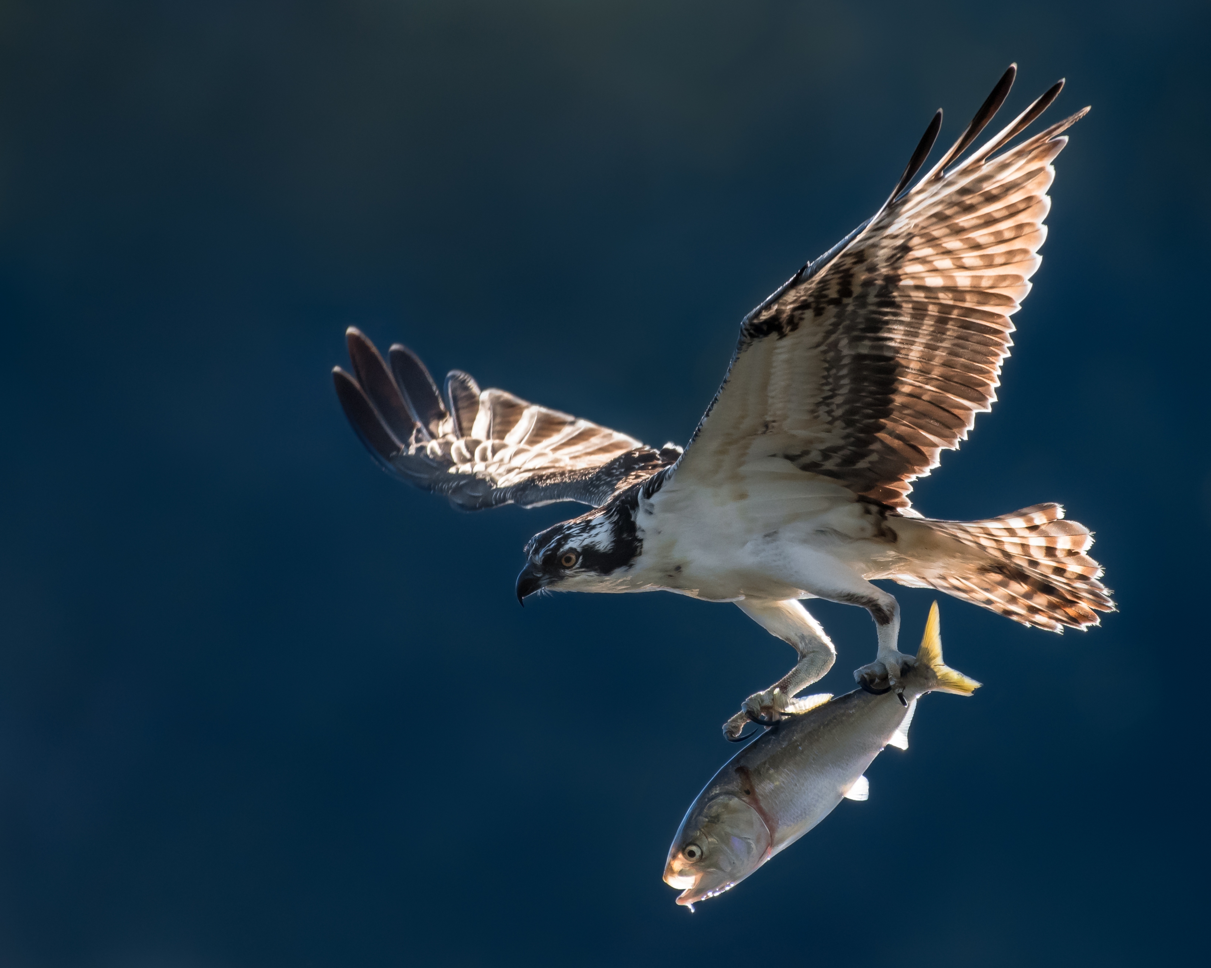 Osprey catching Atlantic menhaden in the Chesapeake Bay