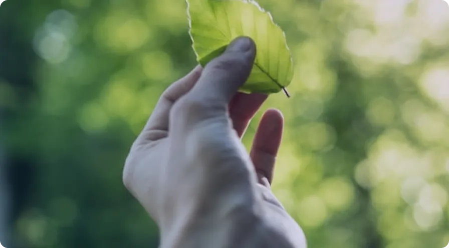 A fresh green leaf embodying renewable and sustainable manufacturing initiatives