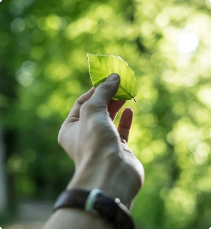 A fresh green leaf embodying renewable and sustainable manufacturing initiatives