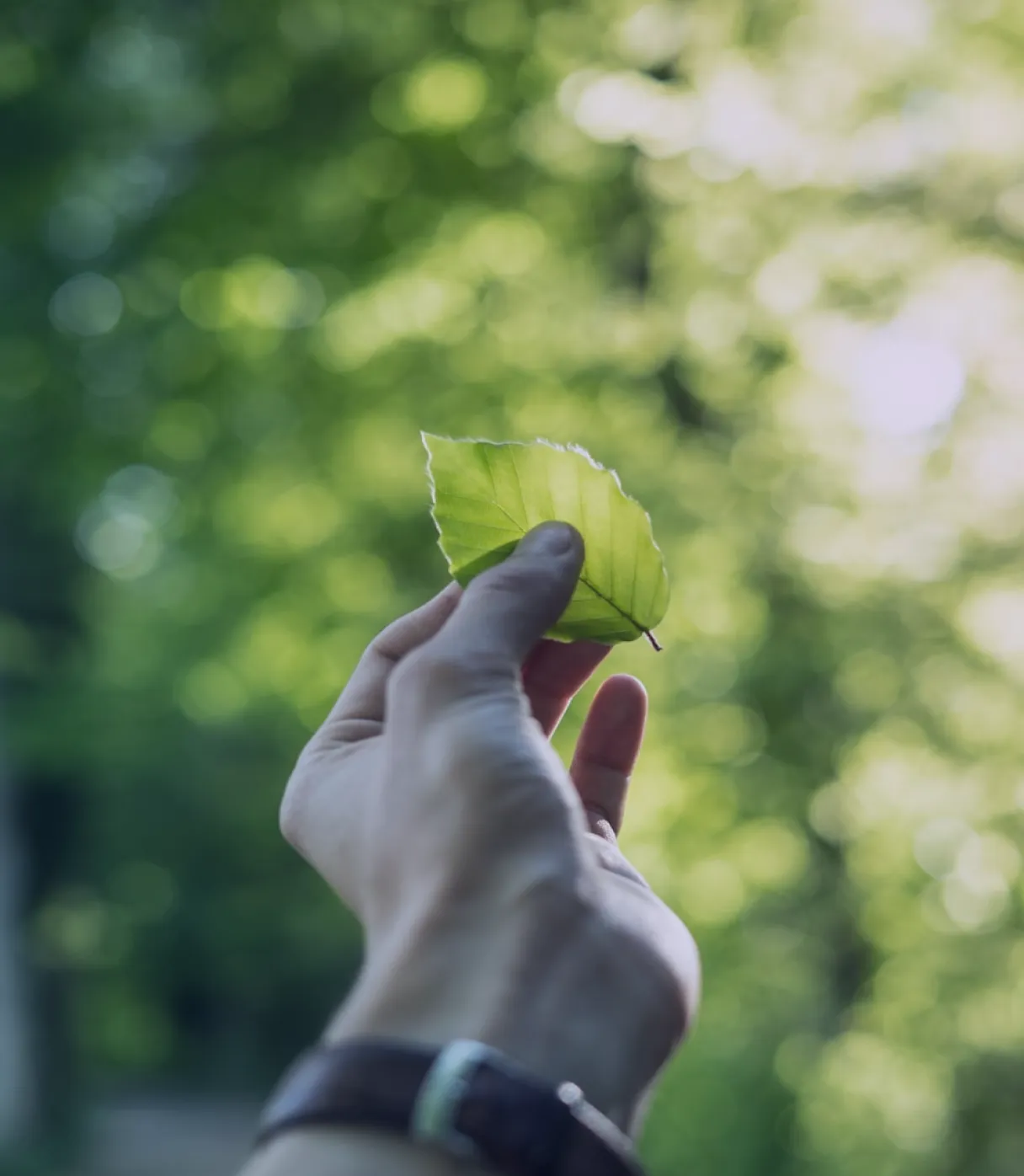 A hand gently holding a sprouting plant, symbolizing Honour’s commitment to sustainability