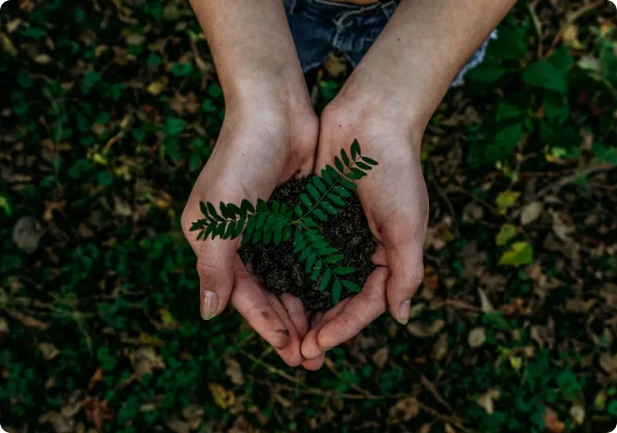 Hands cradling soil with a growing plant, representing Honour’s environmental responsibility