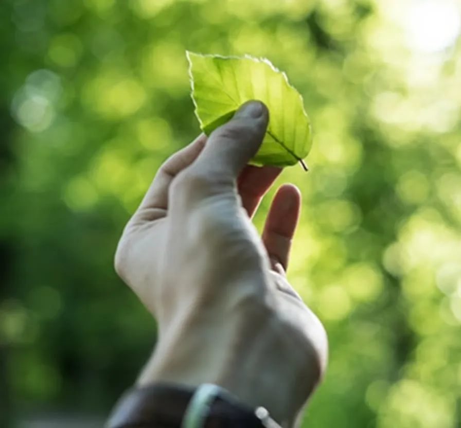 A hand holding a fresh green leaf, symbolizing sustainable innovation at Honour.