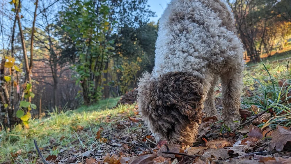Making the most of winter truffle season: tips from the "truffière"