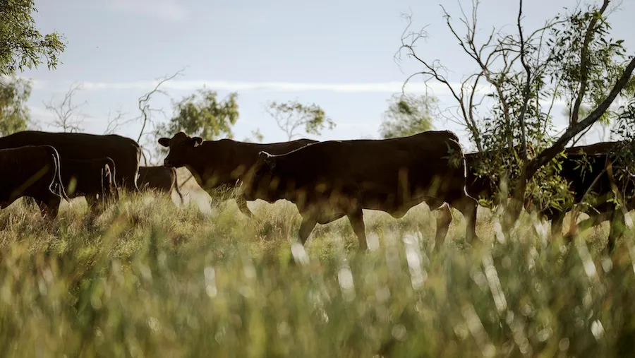 Nature leads, flavour follows: Exploring the Westholme Wagyu commitment
