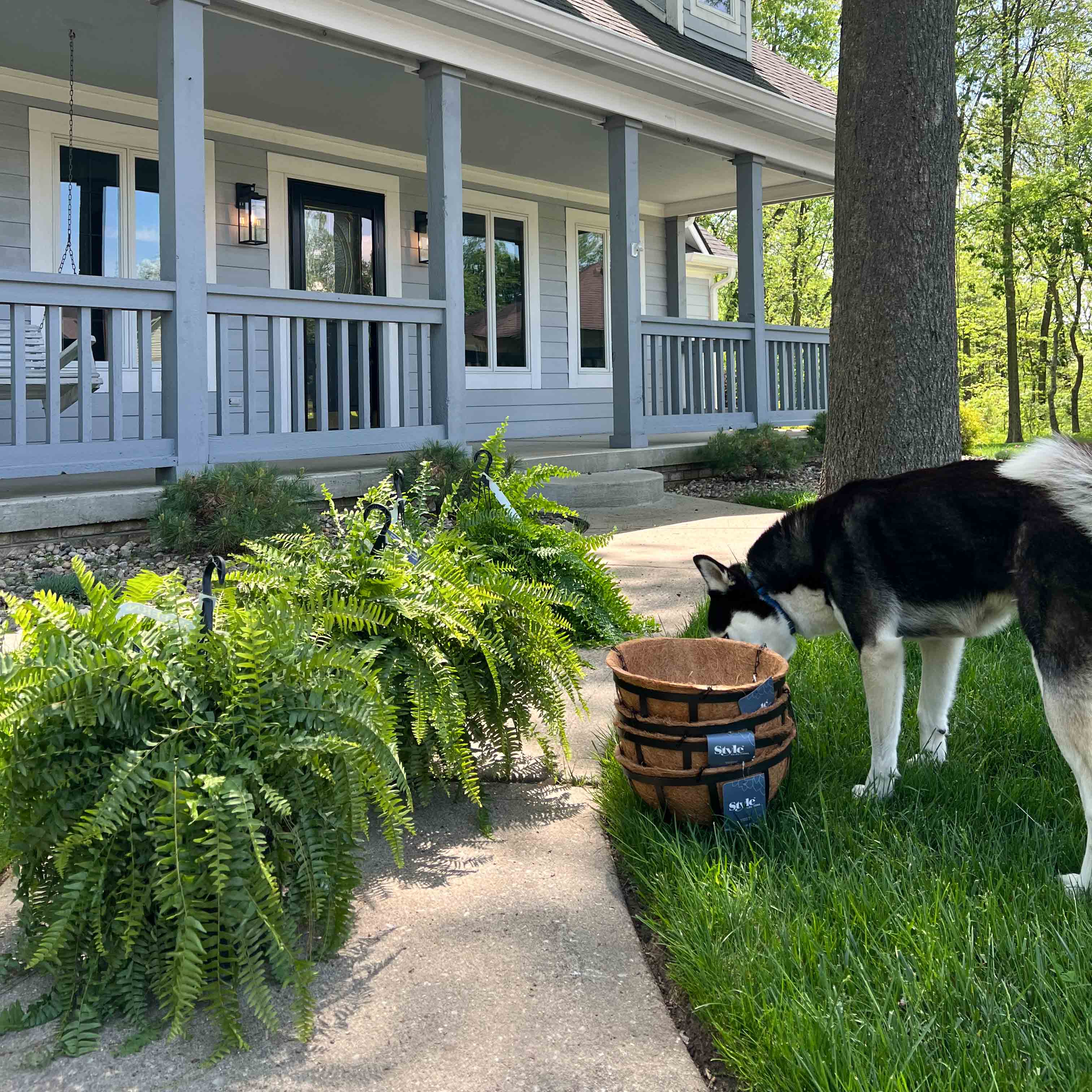 Husky dog smelling hanging baskets sitting on the ground.