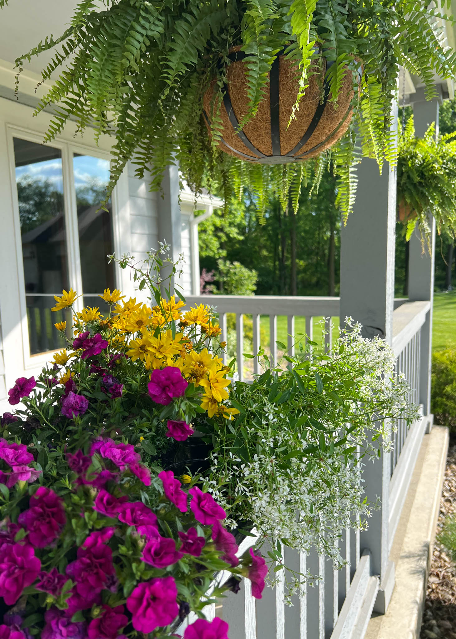 Hanging Boston ferns on a porch with window boxes full of vibrant magenta petunias, yellow flowers, and white Euphorbia 'Diamond Frost'.