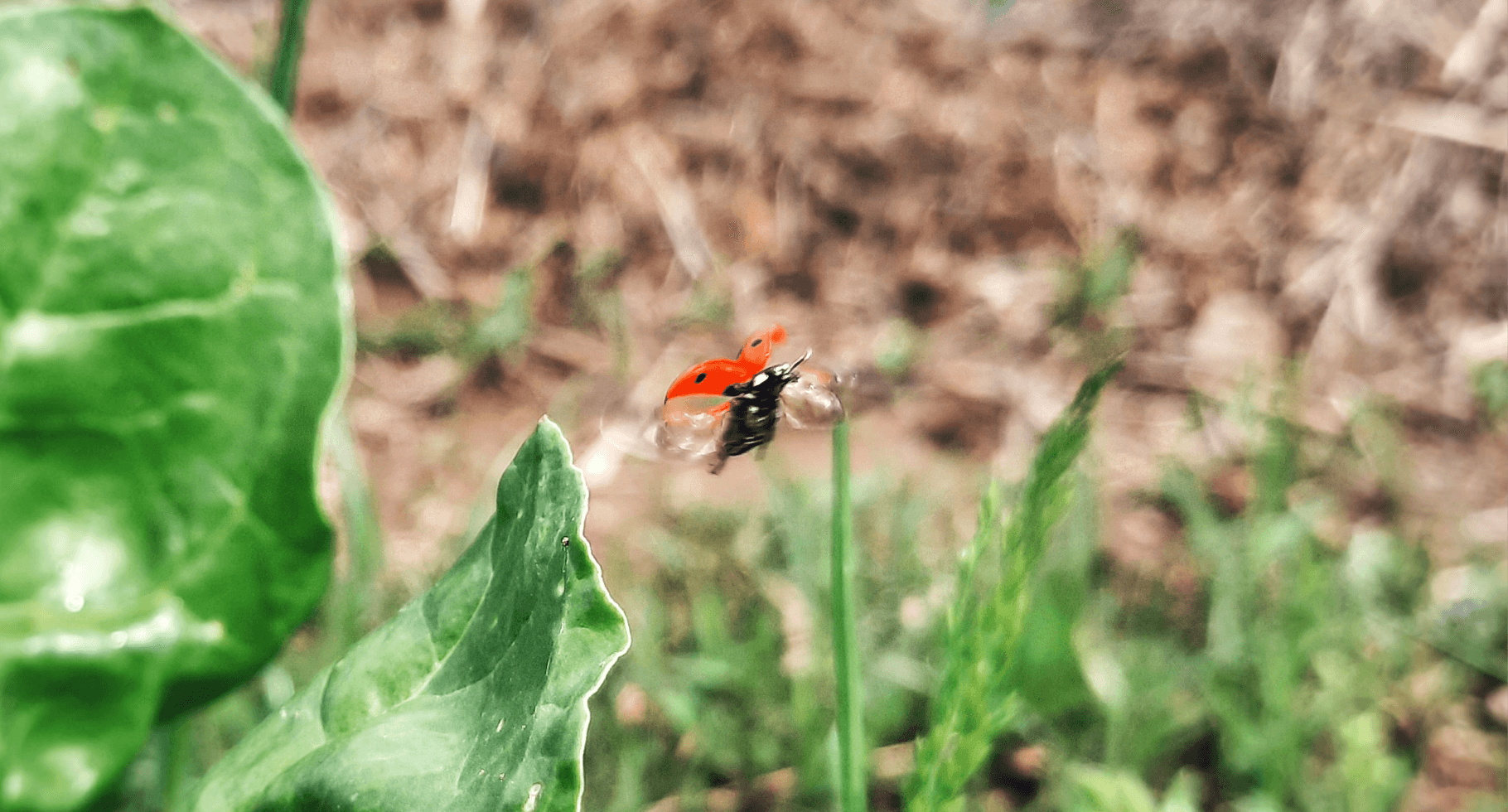 Coccinalla
