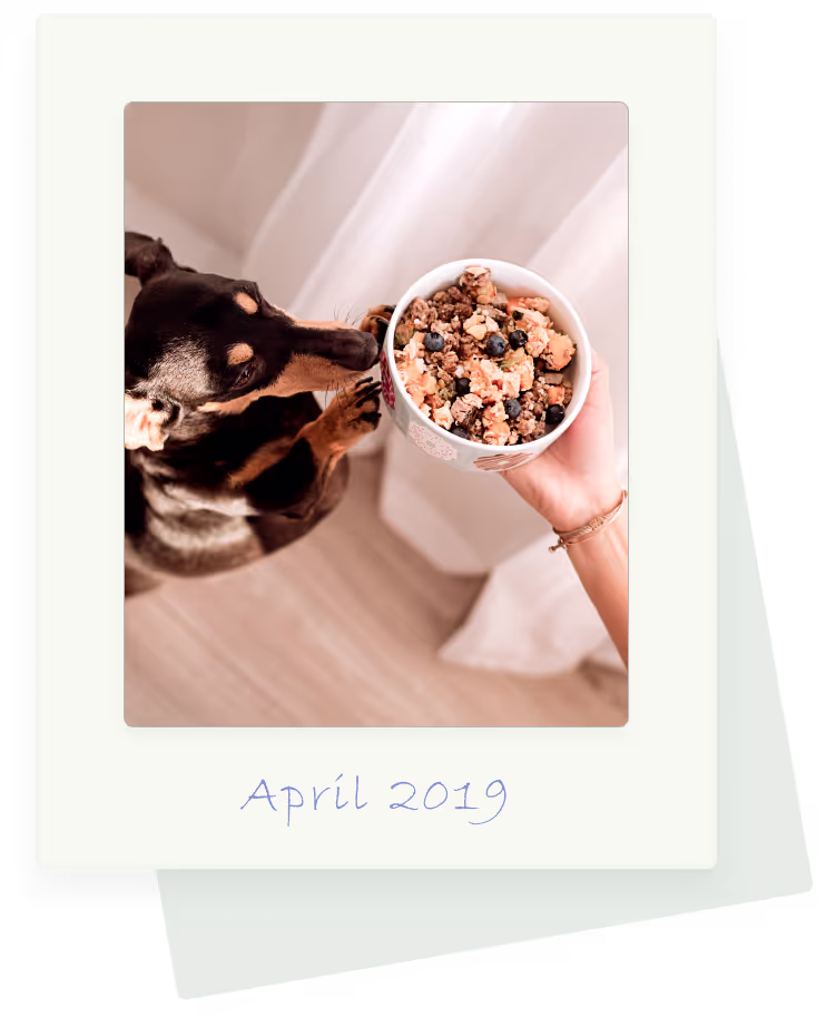 A human + his/her dog