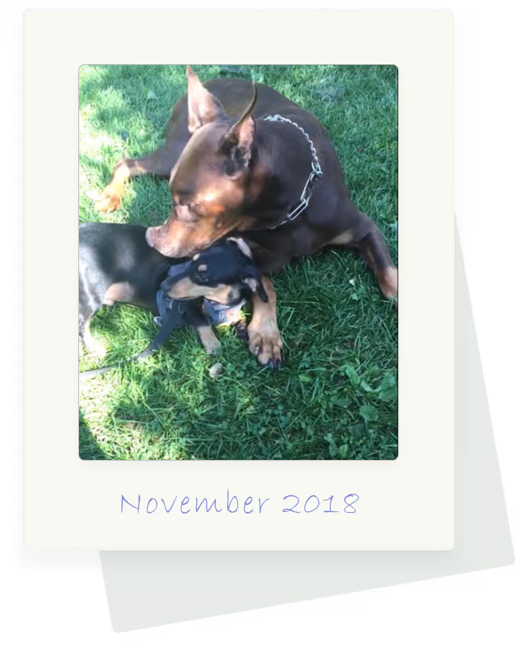 A human + his/her dog