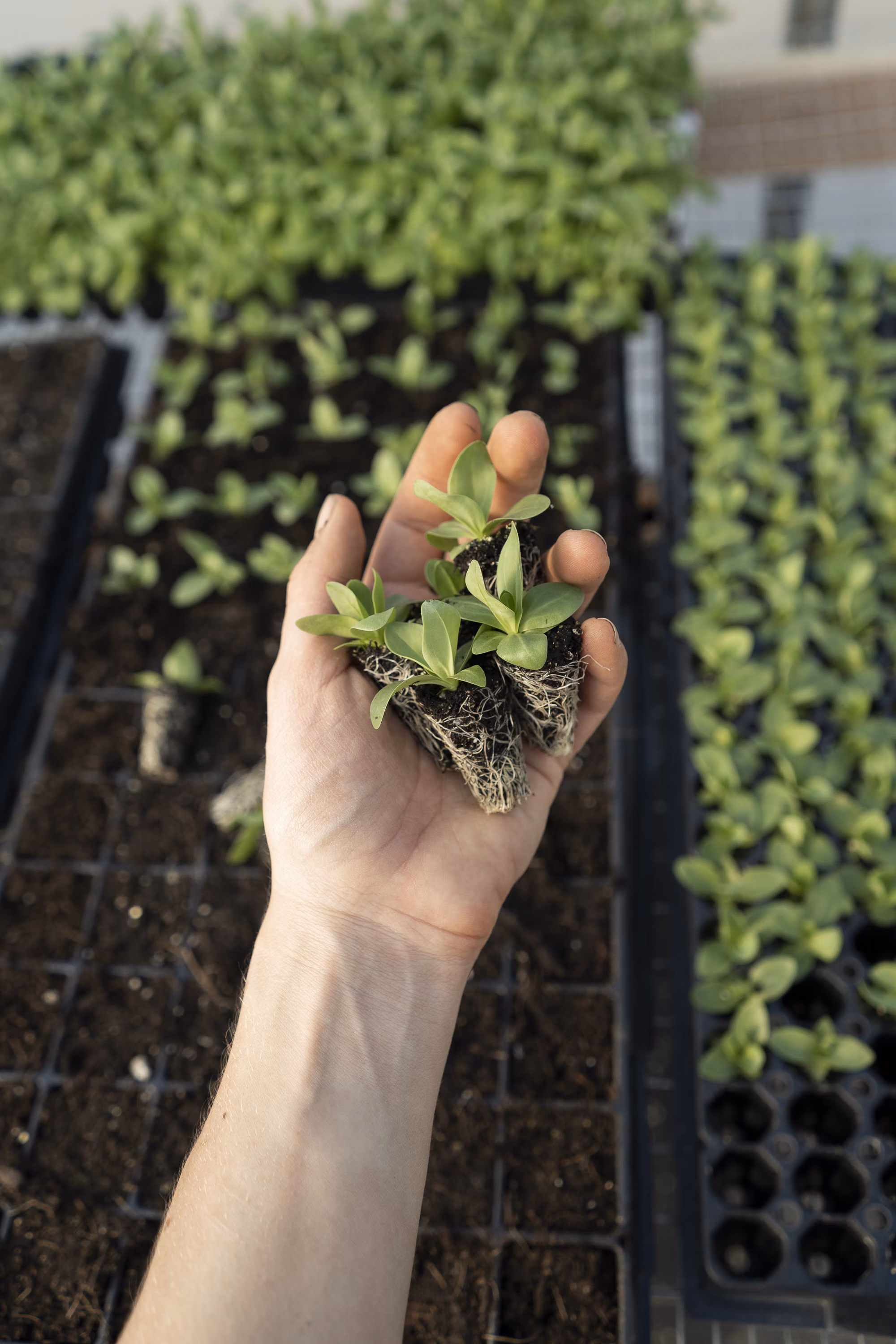 A plant sapling resting in the palm of a hand
