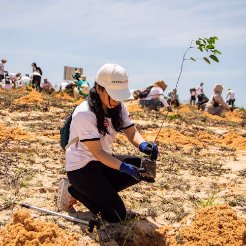 A girl in a white cap planting a seedling in a sunny area during a reforestation event.