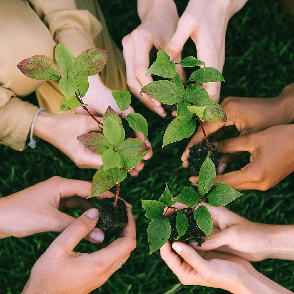 A group of children holding a seedling in a circle, with only their hands visible