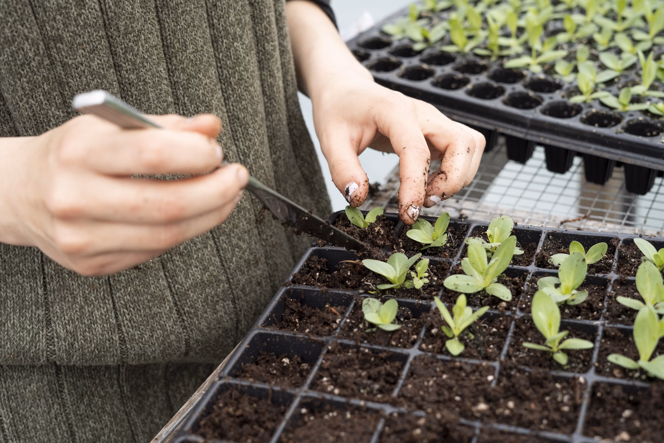 Close-up shot of a hand replanting a seed in a seedling pot.
