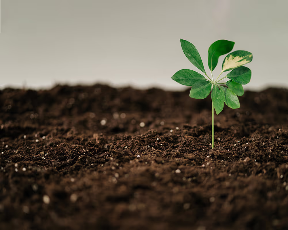 Close-up shot of a seedling planted in soil