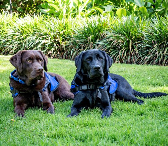 Lucy and Kiki of the Court Dog Program sitting in a park with their Court vests on.