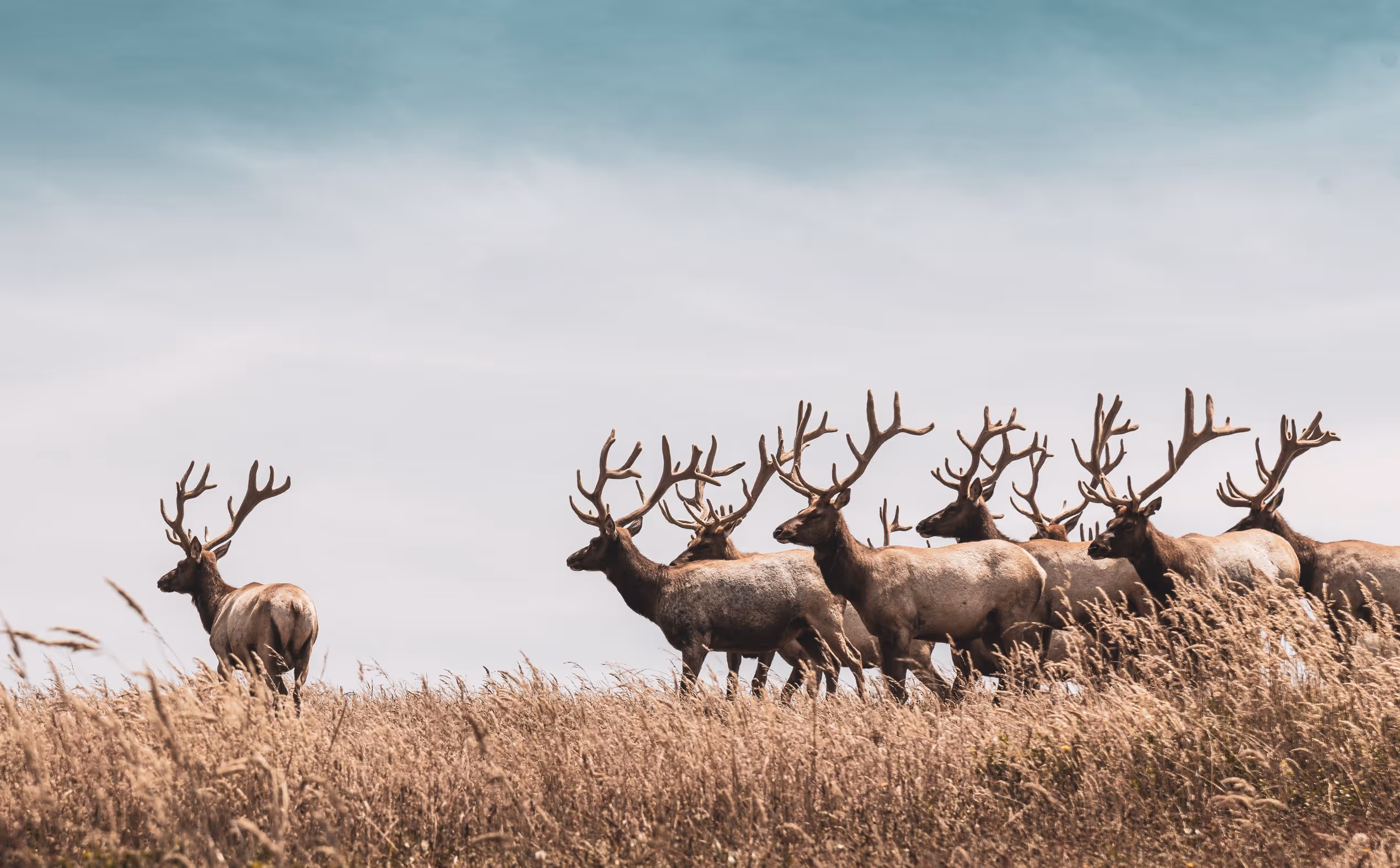 A herd of elk with large antlers walking through tall, dry grass under a muted sky.