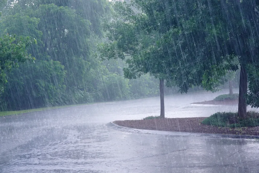 Rain flooding a street lined with trees