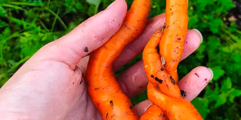 Hand holding two twisted, freshly harvested carrots over green foliage background.