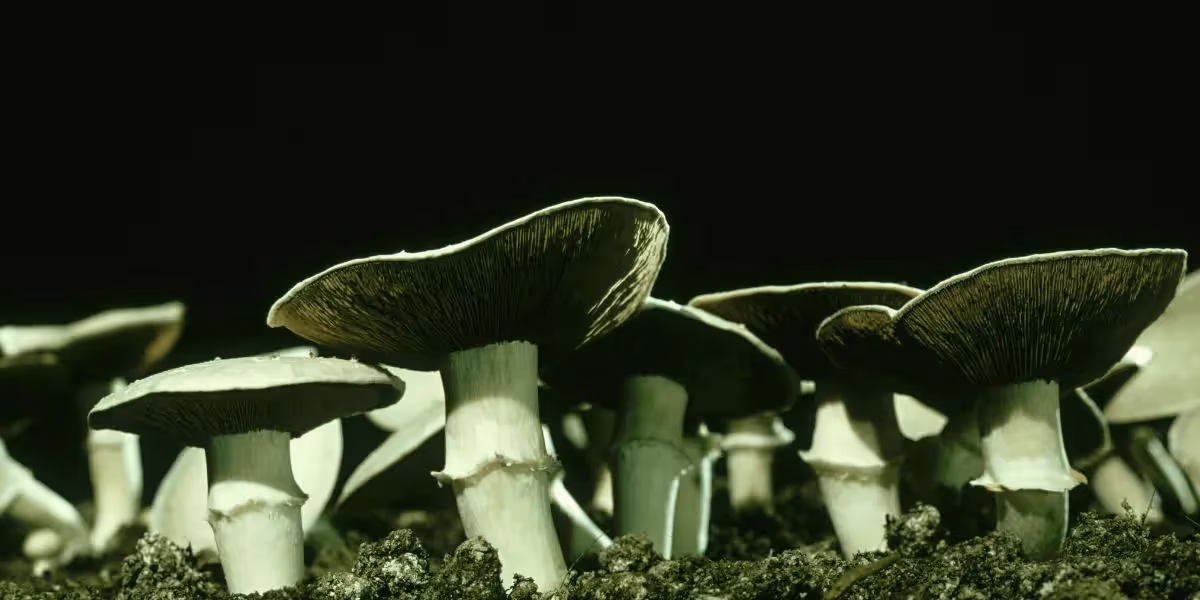 Eine Gruppe von Pilzen, die im Gras wachsen