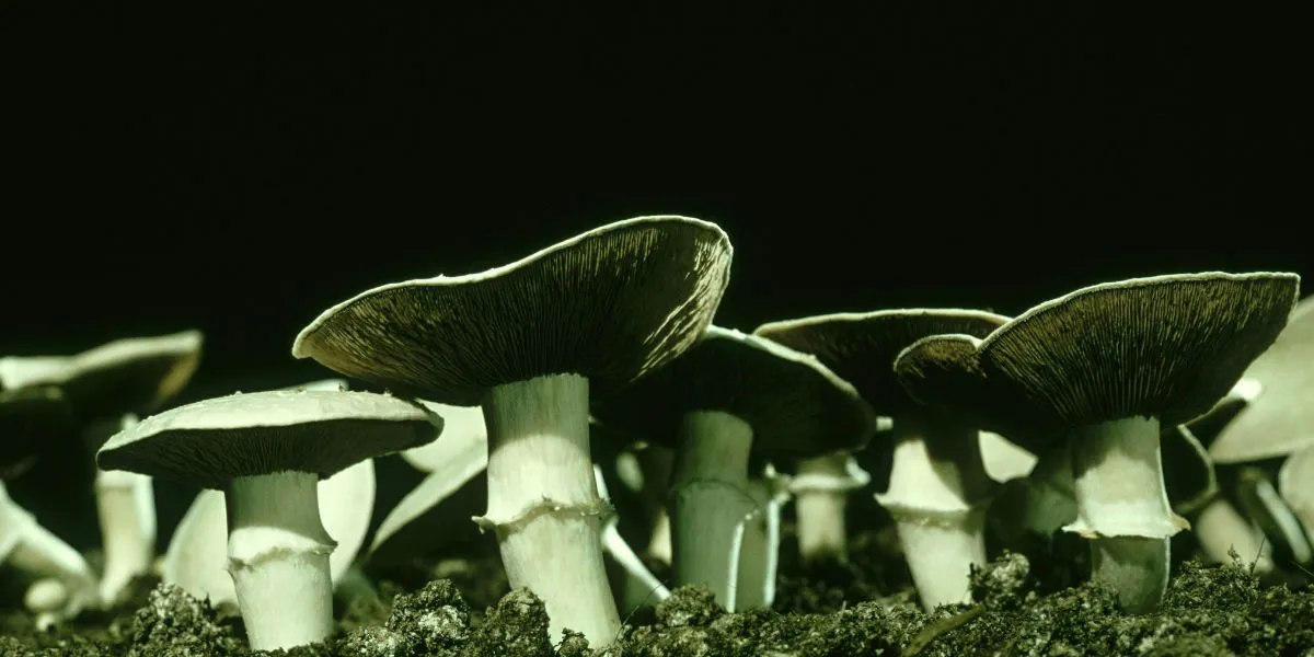 A group of mushrooms that are sitting on the grass
