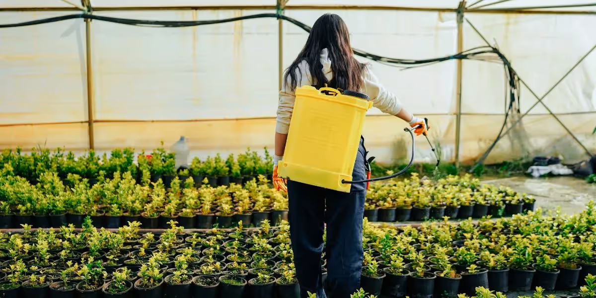 Person mit gelbem Sprüher gießt kleine Pflanzenreihen in einem Gewächshaus, von hinten gesehen.