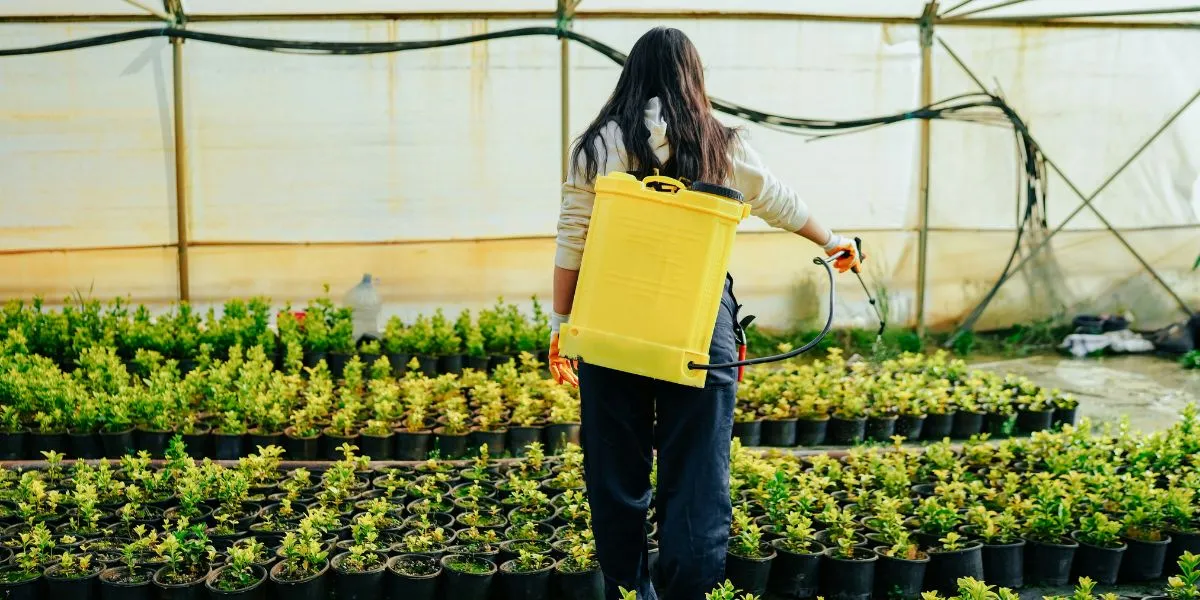 Person with yellow sprayer watering rows of small plants inside a greenhouse, viewed from behind.