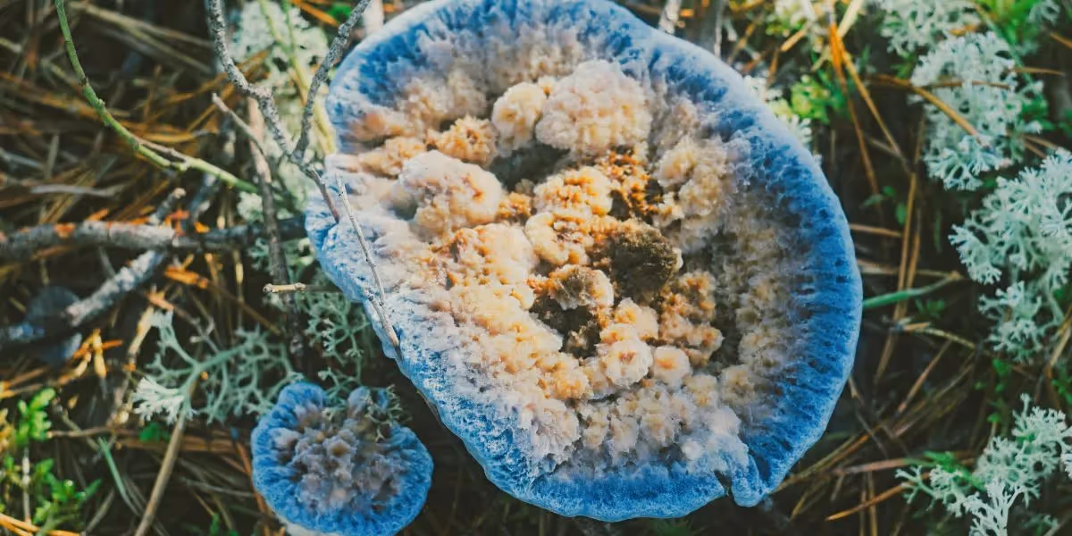 Nahaufnahme eines blauen und cremefarbenen Pilzes, der auf dem Waldboden zwischen Moos, Blättern und Tannennadeln wächst.