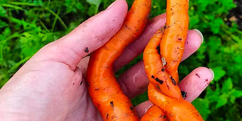Hand, die zwei verdrehte, frisch geerntete Karotten vor grünem Laubhintergrund hält.