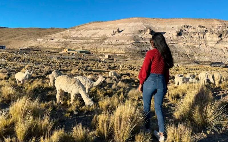 Frau in rotem Oberteil und Jeans, die zwischen Alpakas in einer trockenen, bergigen Landschaft in Peru spaziert.