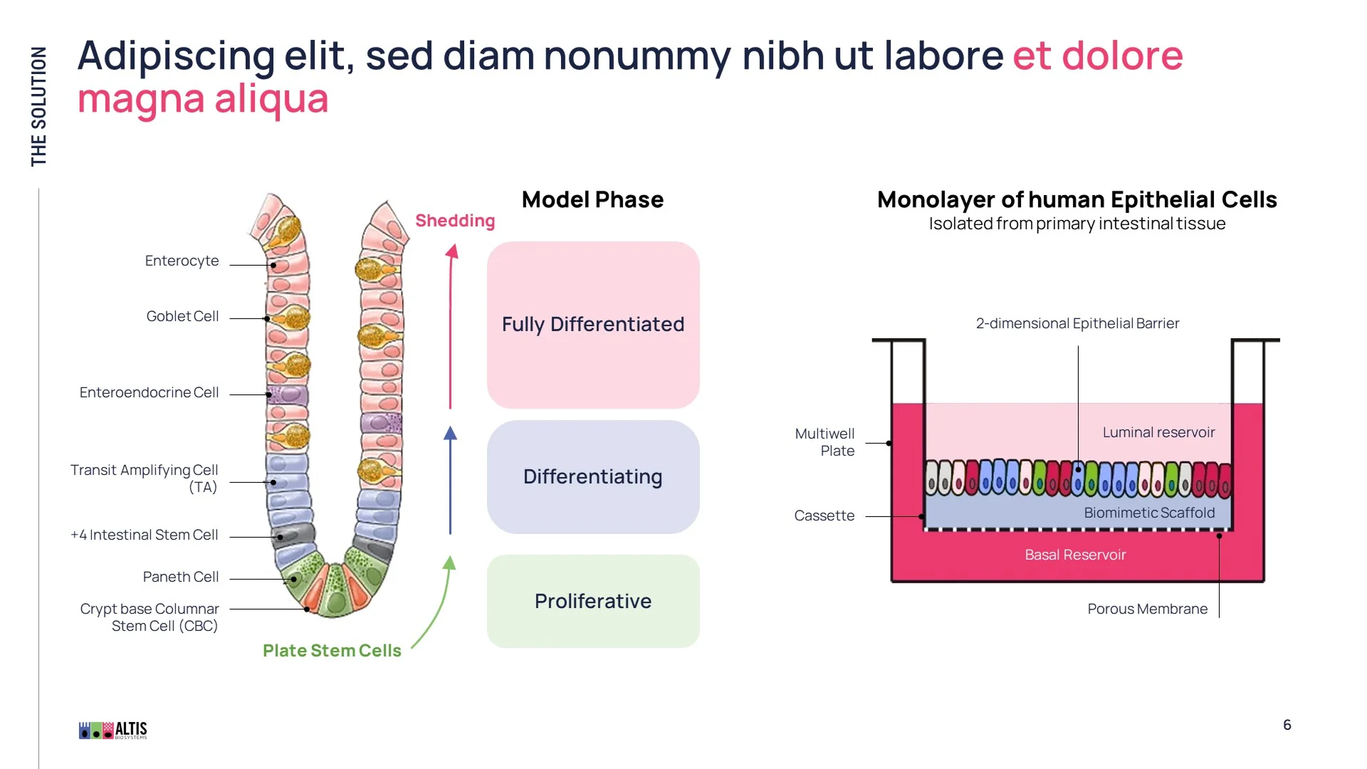 Original "The Solution" slide featuring a textbook-style diagram of intestinal epithelium, needing upgrade by scientific presentation design experts.