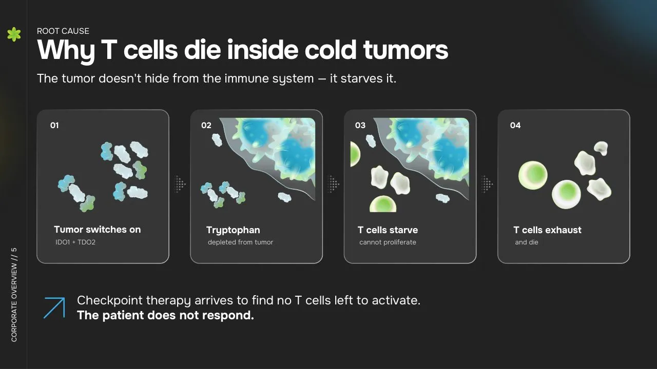 Why T Cells Die in Cold Tumors