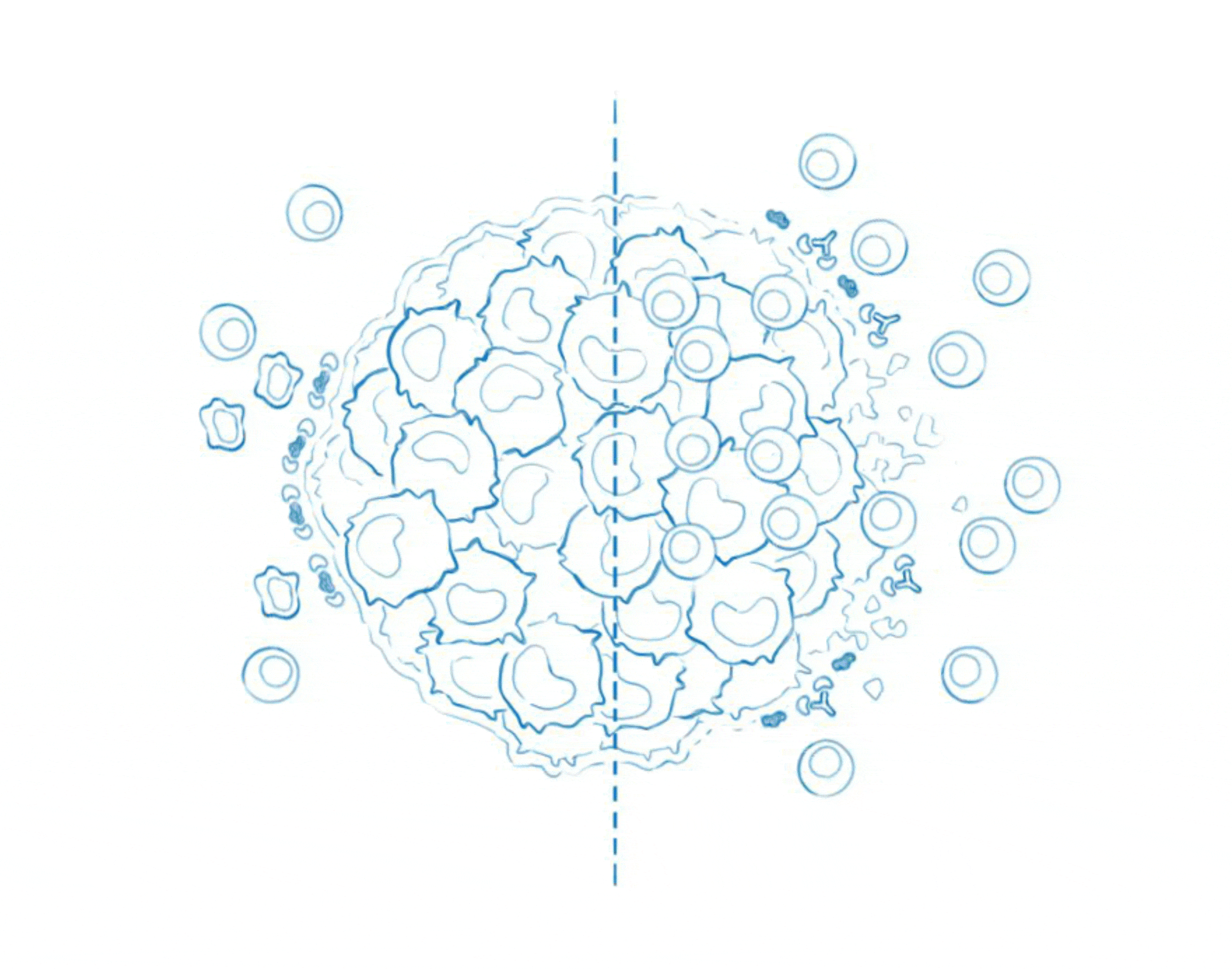 Animated redraw of the tumor microenvironment illustration in Bloom's custom visual language for the pre-IPO deck