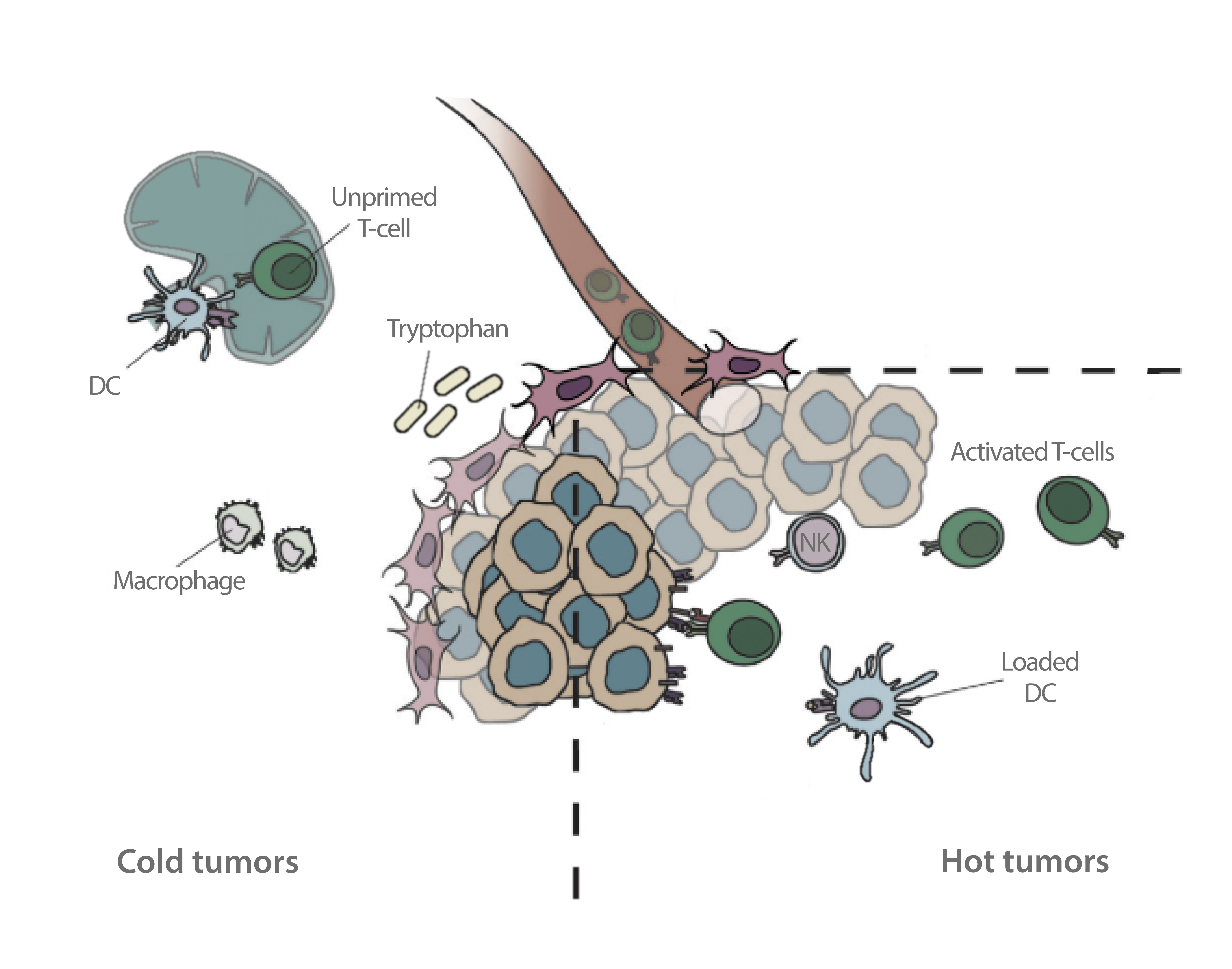 Original textbook-style diagram of cold and hot tumors used as reference before the custom scientific illustration redesign