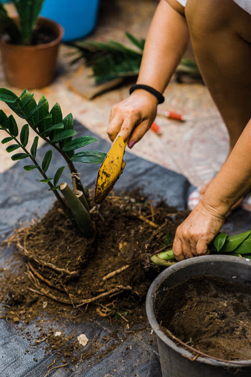 Naprawimy twojego kwiata