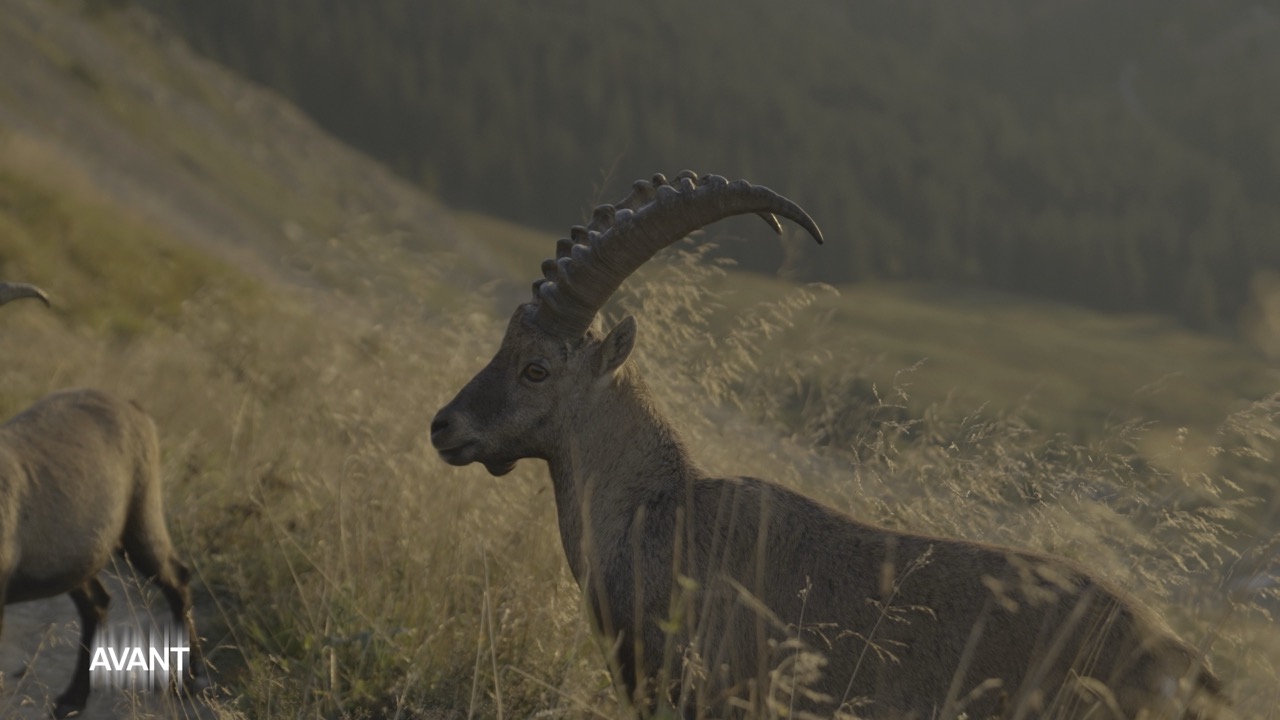 Close-up of a brown mountain goat with large curved horns standing in tall grass on a hillside.